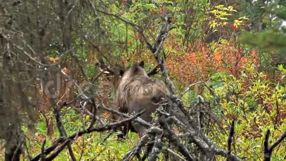 驼鹿回到树林里视频的预览图