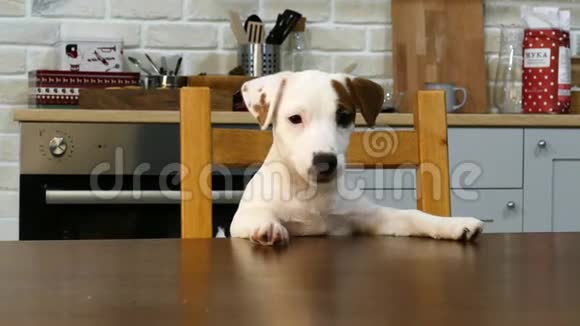 小白狗在桌子旁视频的预览图