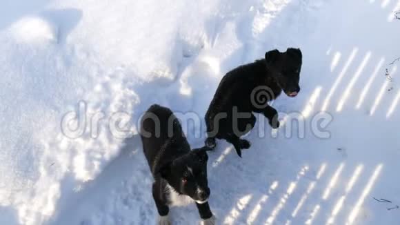 两只欢快的小黑小狗高兴地看着镜头在冬天的雪地里吹着尾巴视频的预览图
