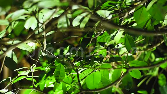 关注墨西哥热带森林红树林的一些细节视频的预览图