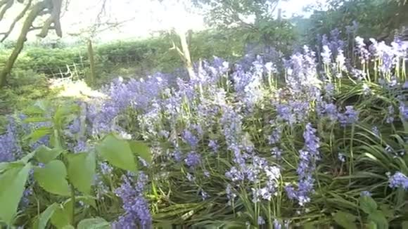 树木和蓝铃径Nr英国诺森伯兰北部克罗克汉视频的预览图