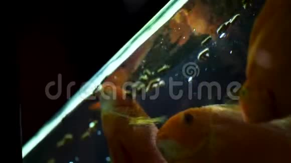 在水族馆游泳和进食的美丽金鱼的底部景色框架金鱼的摄食时间视频的预览图