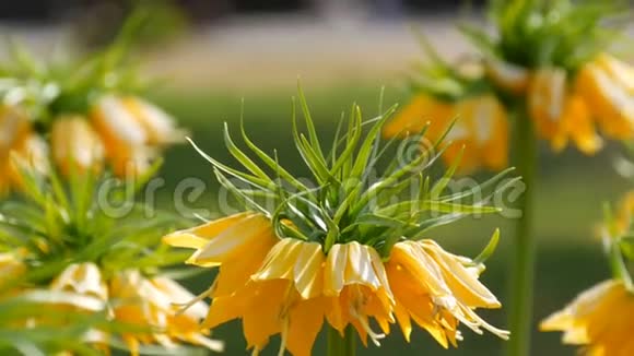 美丽有趣的黄色郁金香在春天的花园里盛开皇家春天装饰郁金香花开视频的预览图