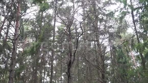 云杉林中杉木枝条周围的摄像机运动视频的预览图