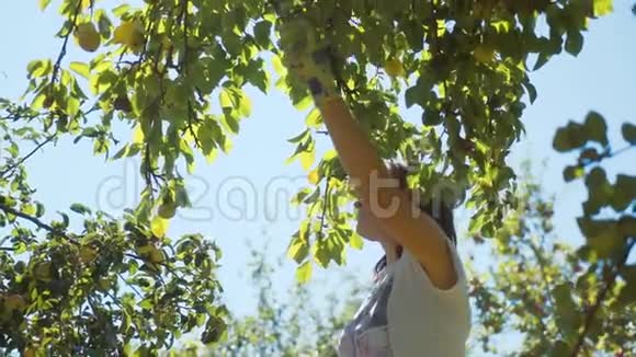 女人从树上收集梨收获视频的预览图