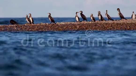 在平静的深蓝大海中幼年科动物栖息在河口的石岸上拍摄于视频的预览图