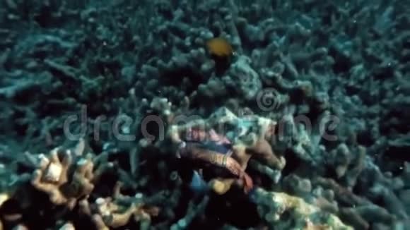 菲律宾热带珊瑚礁夜间放蛋精子的普通话鱼交配视频的预览图