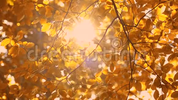 秋天树上的叶子有五颜六色的模糊背景掉在公园里视频的预览图