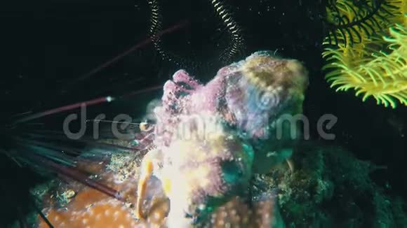 隐蟹海胆蟹类在珊瑚礁上相互作用密切水下活动视频的预览图