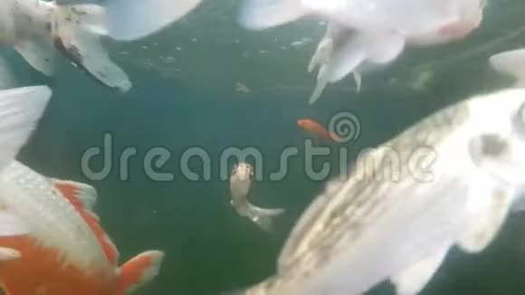 鱼鲤在水中近距离游泳视频的预览图
