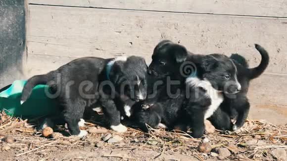 院子里坐着三只有趣的黑色俏皮小狗它们的颜色是白色的视频的预览图