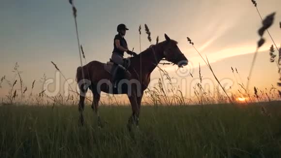 一匹棕色的马骑着马的女孩坐在上面视频的预览图