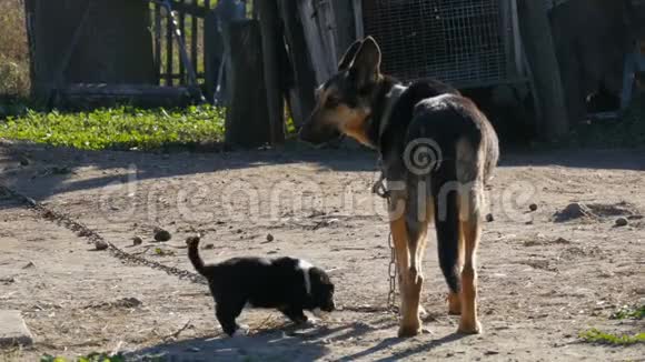 一条链子上的狗就像一只牧羊犬和她旁边的小黑小狗狗妈妈和她的小狗视频的预览图