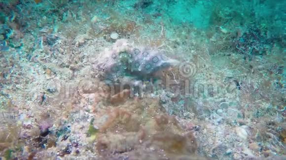 蓝环章鱼水下伪装改变大型关闭菲律宾维萨扬海视频的预览图