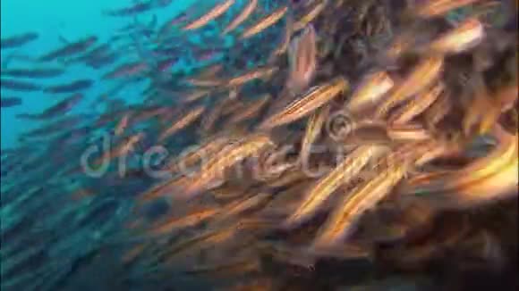 菲律宾珊瑚礁带条纹鲶鱼学校近水面游泳视频的预览图