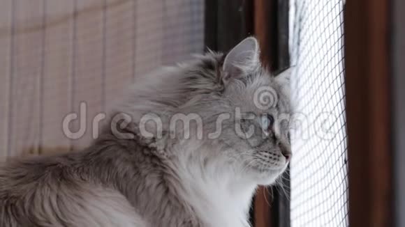 可爱的涅瓦面具猫看着窗外的雪和鸟在冬天回家视频的预览图