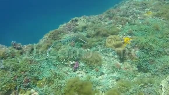 海蛇带或海象在珊瑚礁加托岛上的特写视频的预览图