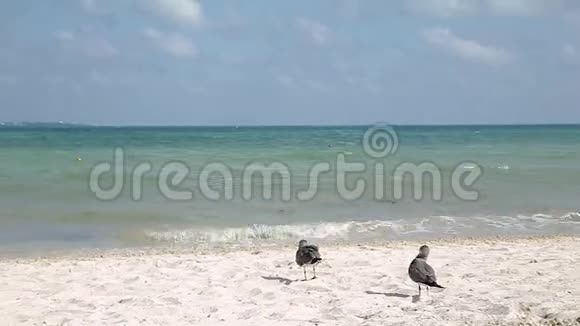 海鸥在靠近墨西哥坎昆的海边海滩视频的预览图