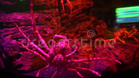特写大蜘蛛蟹长腿底部视野视频的预览图