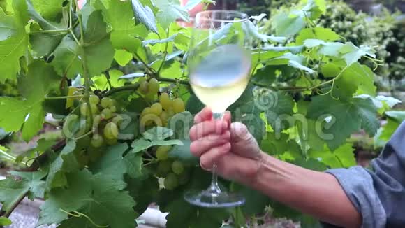 葡萄园中的白葡萄酒杯视频的预览图
