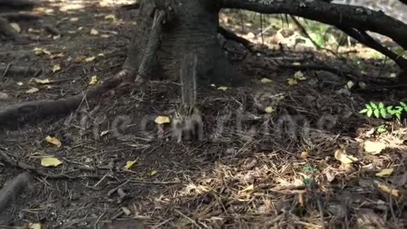 花栗鼠穿过树林寻找食物松鼠家族视频的预览图