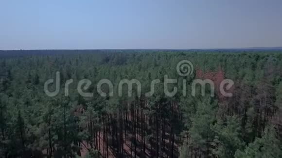 针叶林鸟瞰图高大的松树视频的预览图