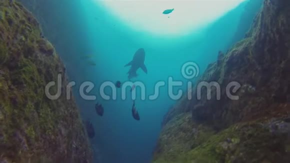 深蓝海沙虎鲨灰护士鲨鱼剪影阳光海面视频的预览图