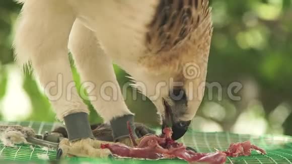 蛇鹰吃着鲜肉坐在笼子上合上捕食的鹰鸟捕食性鸟类野生动物和视频的预览图
