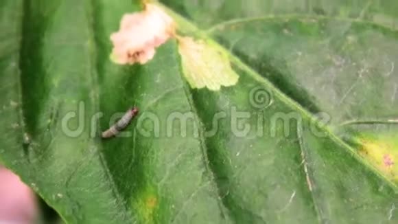 带病的胡椒植物叶子中有蠕虫视频的预览图