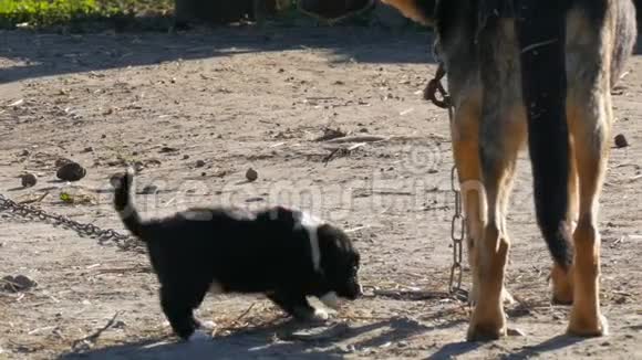 一条链子上的狗就像一只牧羊犬和她旁边的小黑小狗狗妈妈和她的小狗视频的预览图