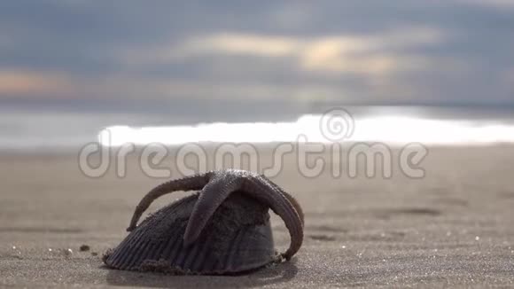 沙滩上的海星和贝壳在波光粼粼的背景下视频的预览图
