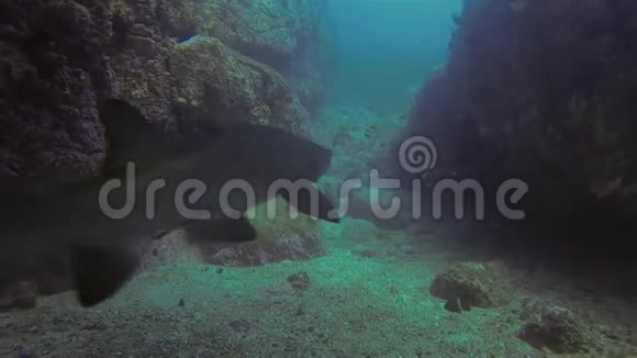 灰护士鲨鱼或沙虎鲨离开蓝海洞视频的预览图