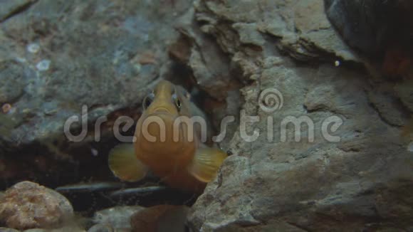 岩石缝隙中的小鳗鱼视频的预览图