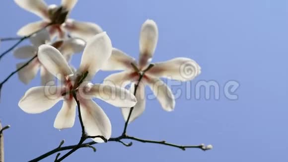 蓝天背景下的白玉兰花视频的预览图