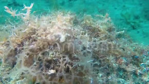 蓝环八爪蟾在热带珊瑚加托岛上空爬行视频的预览图