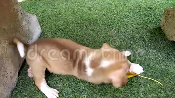 淘气的棕色小狗在绿色的院子里玩黄叶视频的预览图