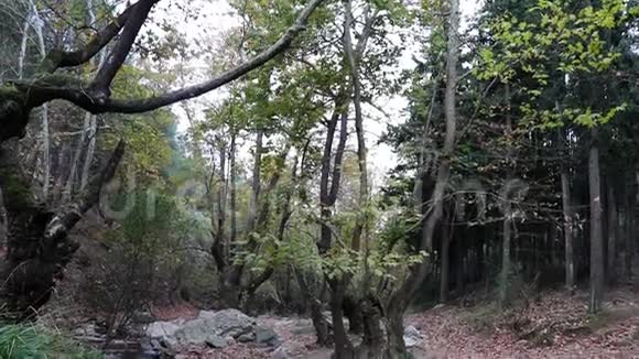 秋天森林的倾斜镜头树木和水在河流中流动运动缓慢视频的预览图