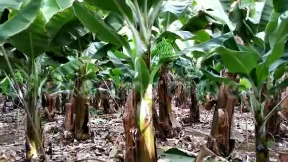 在香蕉种植园散步特内里费加那利群岛视频的预览图