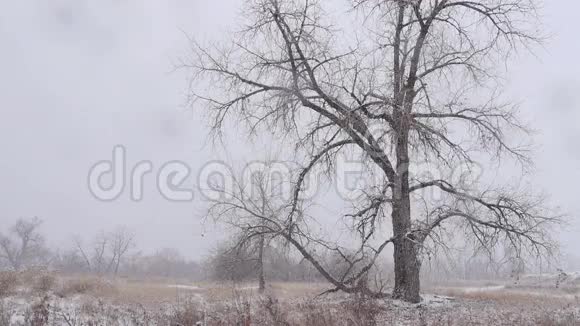 大雪中的树木视频的预览图