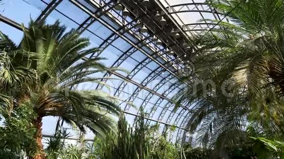 公园里美丽的绿色植物园有大玻璃窗和不同的植物库存录像温室视频的预览图