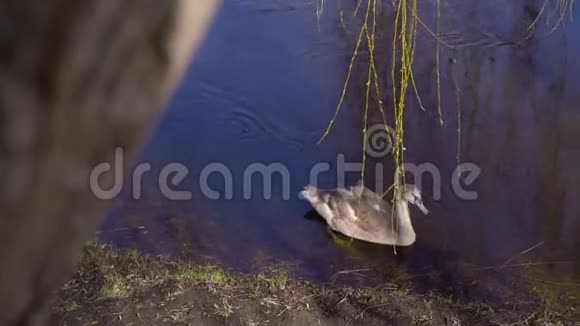 沼泽里一只孤独的鸭子视频的预览图