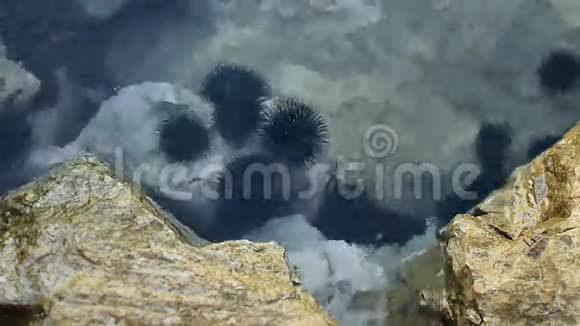 海上岩石上的海胆视频的预览图