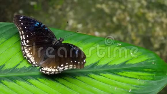 热带蝴蝶海伞花序视频的预览图