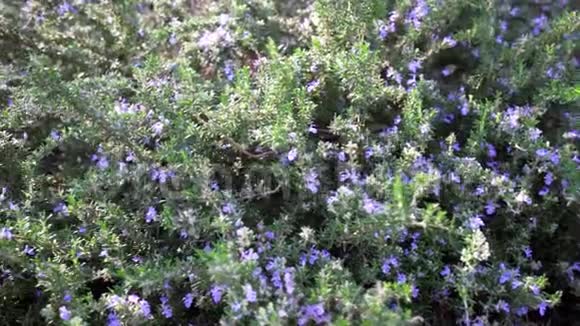 草本花园中的新鲜和开花的迷迭香植物视频的预览图