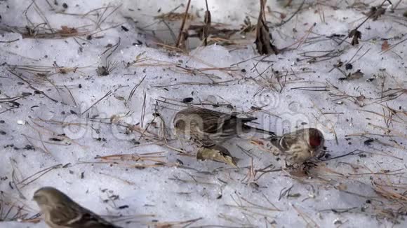 一群鸟儿在干燥的草秆间寻找雪地上的食物视频的预览图