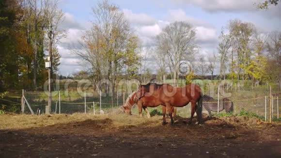 美丽的马在五颜六色的农场吃干草幻想梦想的国家视频的预览图