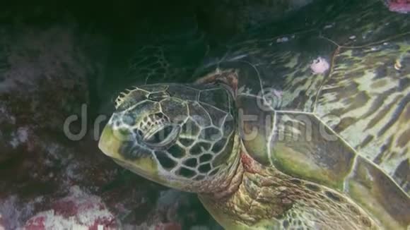 绿海龟或海龟或太平洋绿海龟在珊瑚礁中靠近视频的预览图