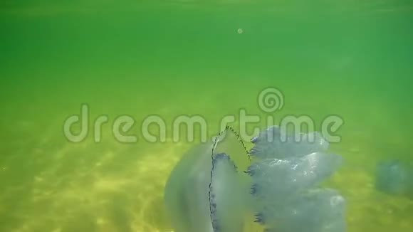 漂浮在黑海水下的大型水母视频的预览图