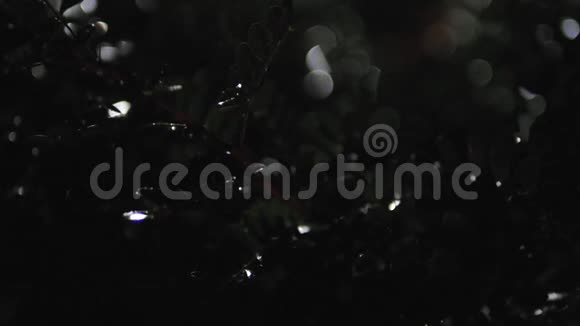 晚上树上的树枝湿湿的从一盏灯笼里发出光视频的预览图