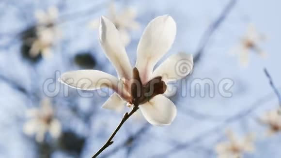 蓝天背景下的白玉兰花视频的预览图
